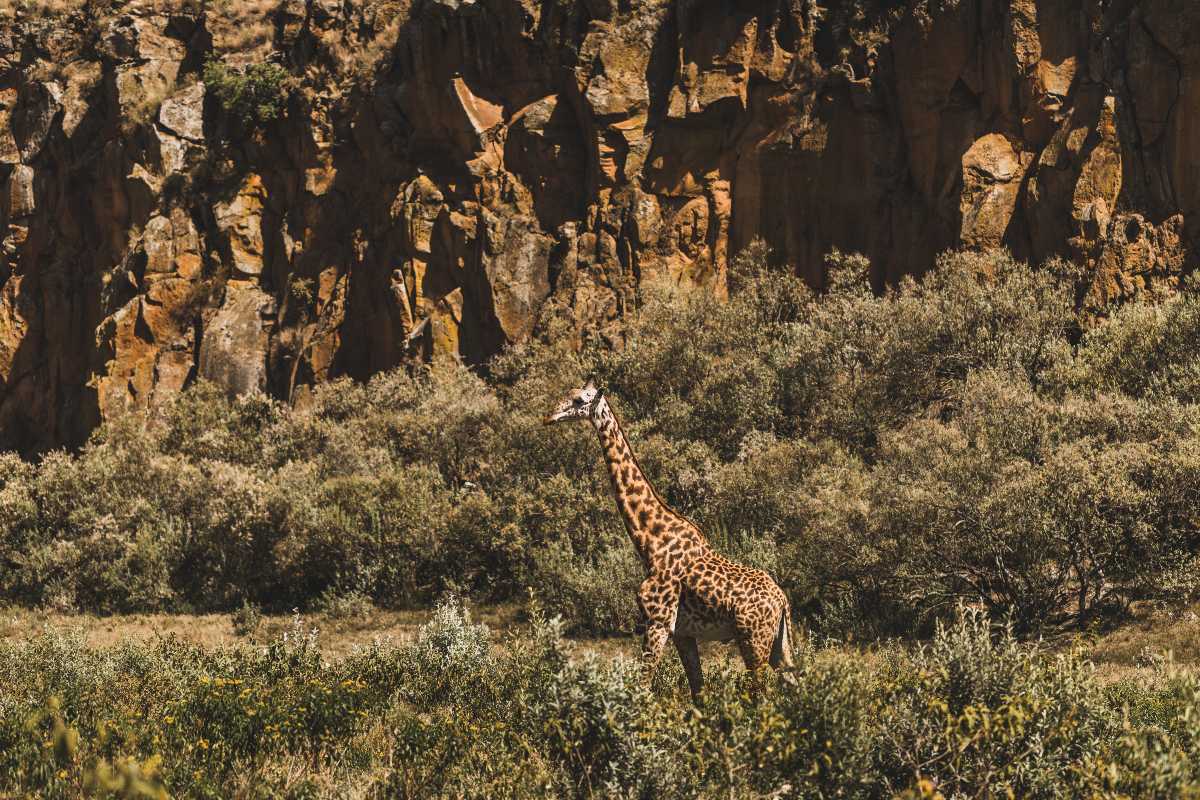 Africa